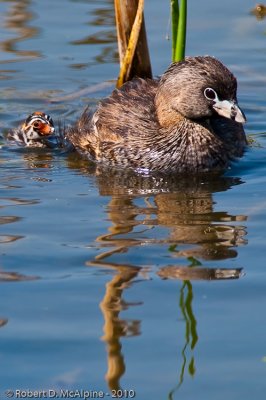 Parent and chick