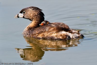 Chick riding on parent's back