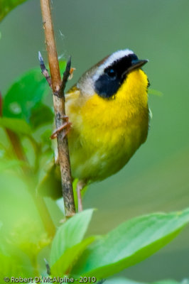 Male