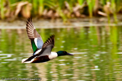 Northern Shoveler  -  (Anas clypeata)  -  Canard souchet