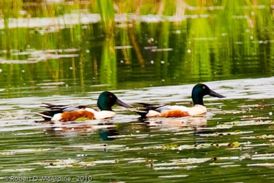 Northern Shoveler - (Anas clypeata) - Canard souchet