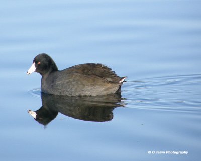 Coot Reflection