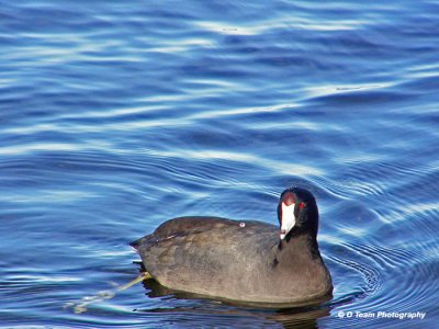American Coot