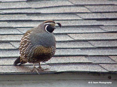 QUAIL