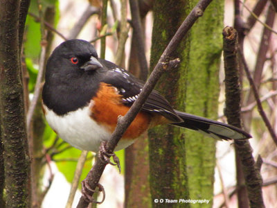 SPOTTED TOWHEES