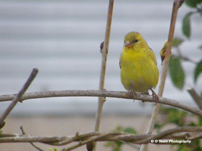 American Goldfinch Female