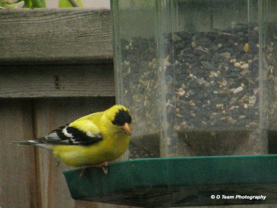 American Goldfinch Male