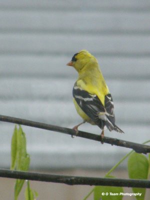 Amer Goldfinch Male
