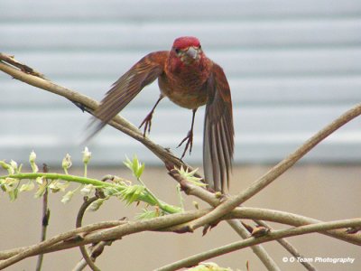 Purple Finch