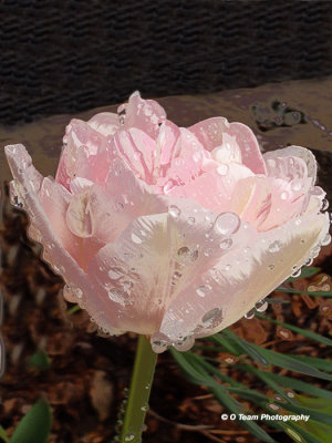 Tulip After the Rain I