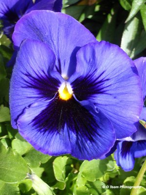 Pansy