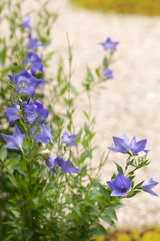 Platycodon grandiflorus