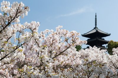 Ninna-ji Temple 'Omuro-Sakura'