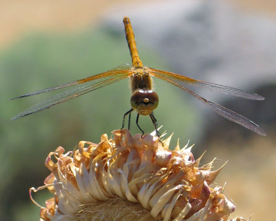 Dragonfly. South Meadows, Reno, NV