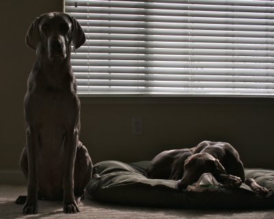 Joey's Guardian