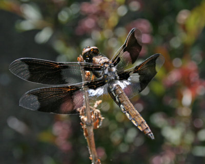 Dragonfly I chased for about 10 minutes. Finally wore him down and got my picture!