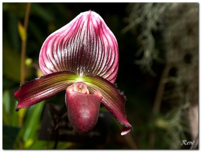 Orchide