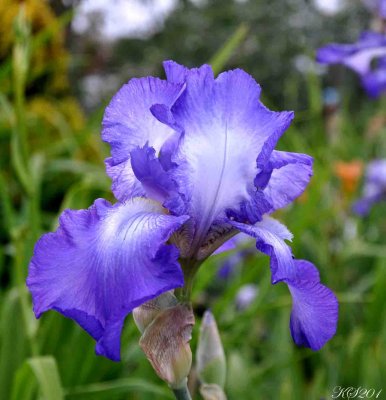 DSC_0008_513wbs.jpg