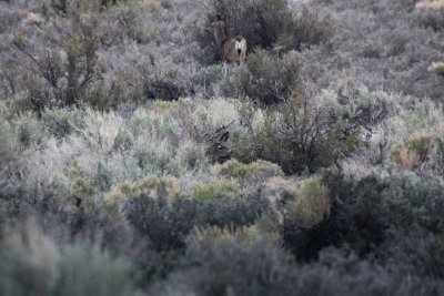 Mule Deer in the brush