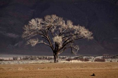 Lone tree south of Lone Pine