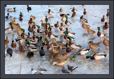 Traffic Jam