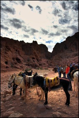 Donkeys HDR