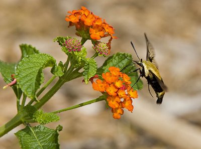 Hummingbird Moth  at Butterfly Weed