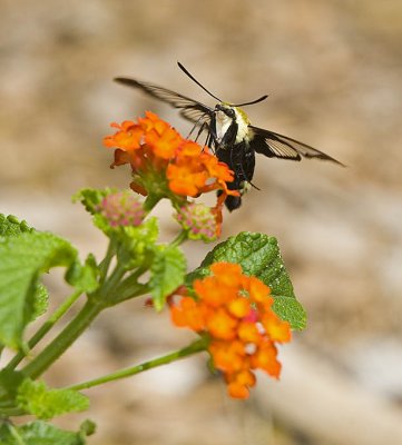 Hummingbird Moth at Butterfly Weed