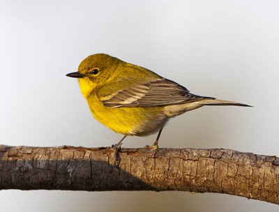 Pine Warbler II