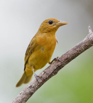 Summer Tanager Female