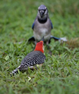 Blue Jay & Red Bellied Woodpecker Confront2010-05-31.jpg