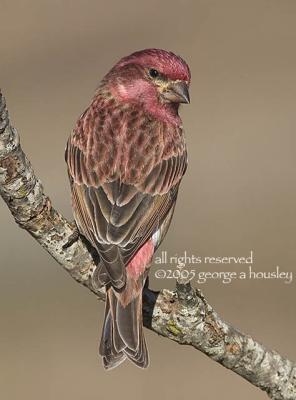 Purple Finch 4.jpg