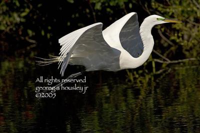 Great egret Fly Reflection.jpg