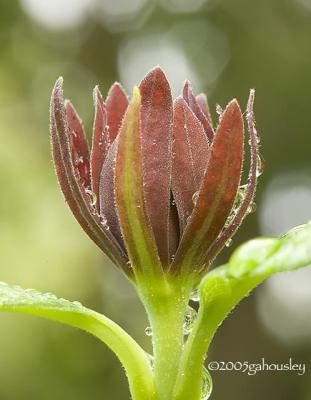 Sweetshrub 3.jpg