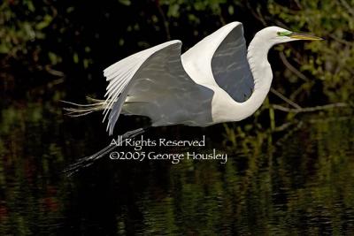 Great Egret Fly Reflection.jpg