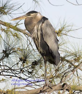 Great Blue heron in Pine Tree.jpg