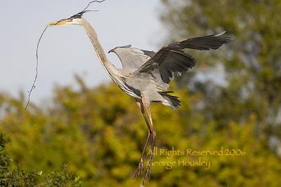 Great Egret Flying Stick II.jpg