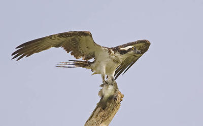 Osprey Blue Gill.jpg