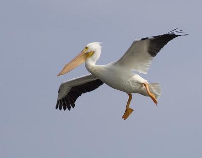 g3/05/145105/3/56936340.PelicanWhite_Male_Glide.jpg