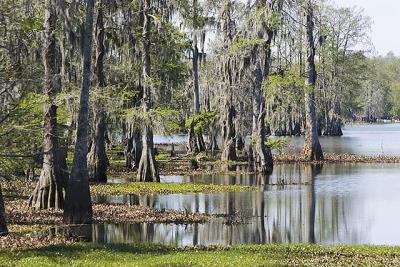 Lake Martin Study I.jpg