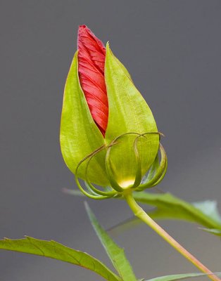  Hibiscus Red Bud.jpg