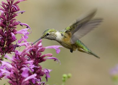 Hummingbird NM5.jpg