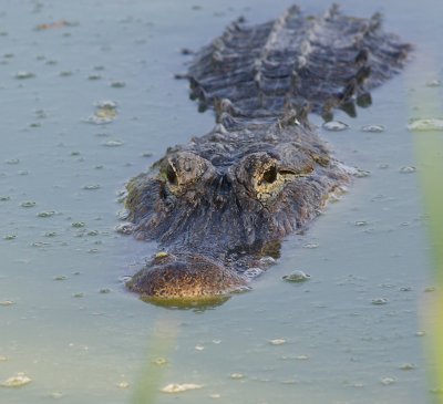 big_gators