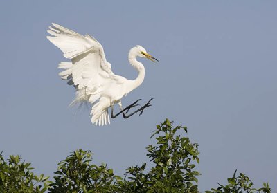 Great Egret Flying 7.jpg