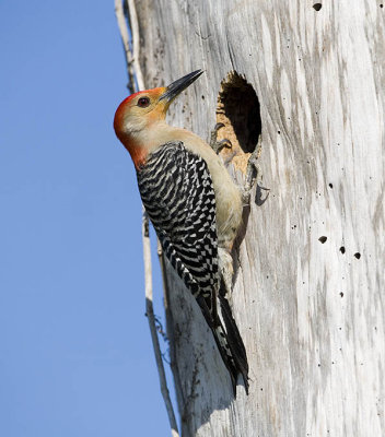 Red Bellied Woodpecker Nest II.jpg