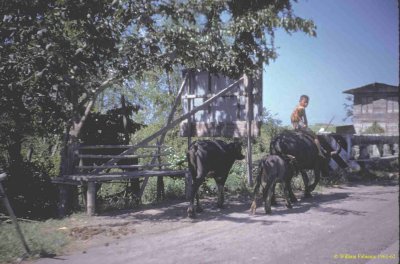 Street scene 6.jpg