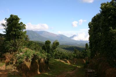 coffee farm (behind: Santa Ana, Cerro Verde & Izalco volcanos)