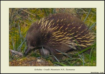 Echidna