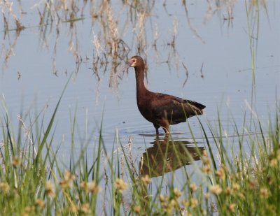 White-faced Ibis.