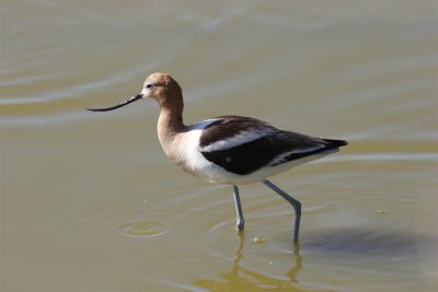 American Avocet.